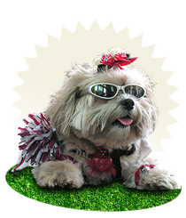 Small cute dog wearing sunglasses