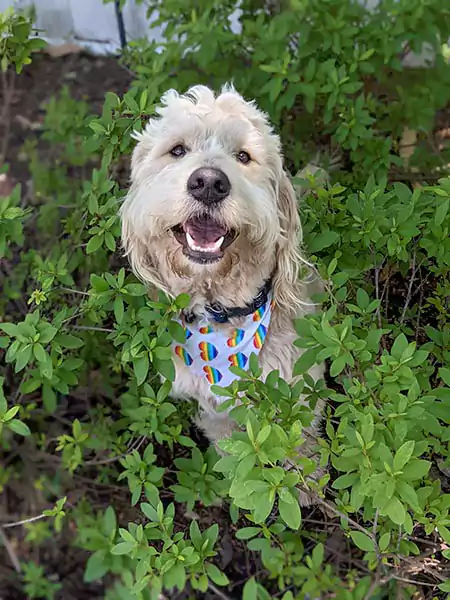 Beau, a happy Scoop le Poop customer Beau - A happy Scoop le Poop canine customer peeking out from the bushes in his clean yard.