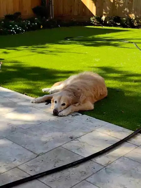 A happy Scoop le Poop customer Carmen - a happy Scoop le Poop canine customer laying on her clean lawn