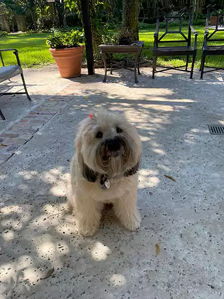 Charlie, a happy Scoop le Poop customer Charlie - a happy Scoop le Poop canine customer sitting on the back patio waiting for pets from her waste specialist.