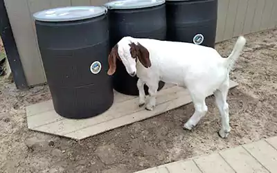 Scoop le Poop’s barrel manure waste removal Scoop le Poop barrels for manure waste removal with one of our happy little goat customers standing in front of the barrels.